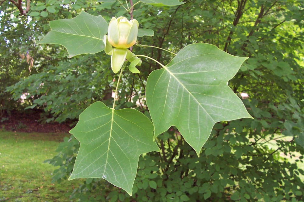 tulip_poplar